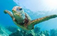 /album/fotogaleria/zoo-tortuga-jpg1/