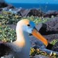 /album/fotogaleria/a90-galapagos-explorer-jpg1/